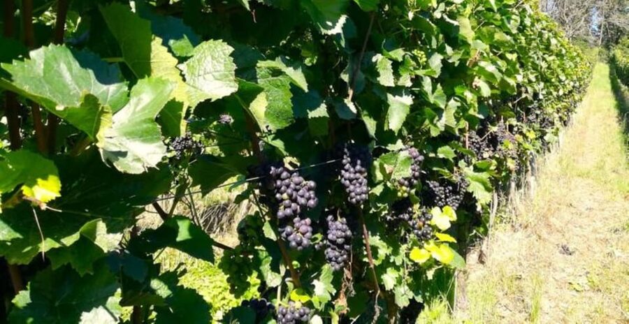Koblenz: The Living Vineyard, Nature & Wine Enjoyment - How the $30 price holds up