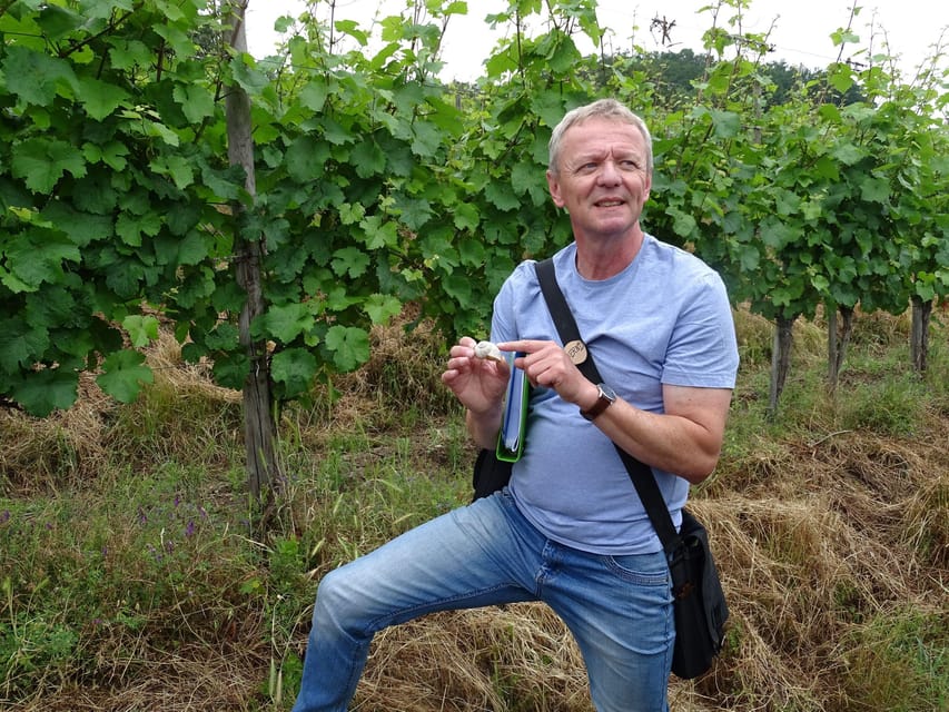 Koblenz: The Living Vineyard, Nature & Wine Enjoyment - Walking the Moselle path used by Napoleon