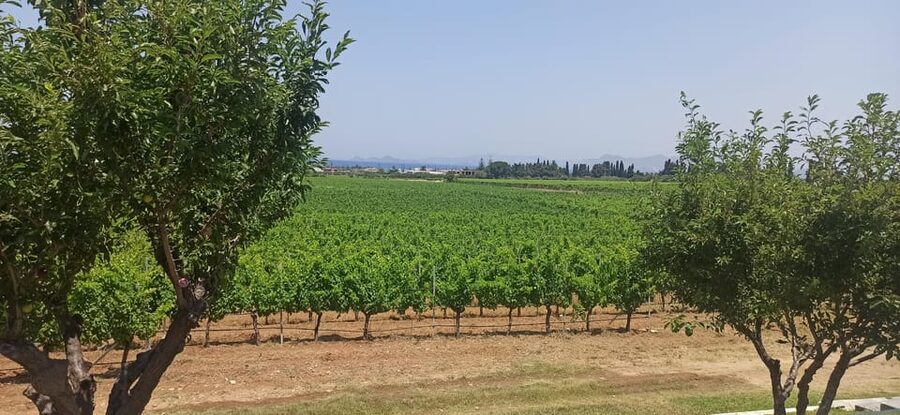 Kos: Wineries Tour w/ Wine Tastings & Transportation - What you actually taste and eat