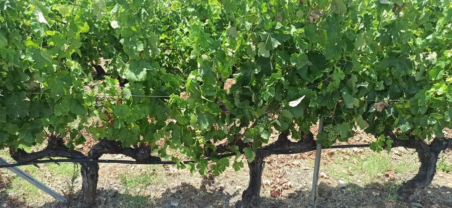 Kos: Wineries Tour w/ Wine Tastings & Transportation - Buying bottles at the end