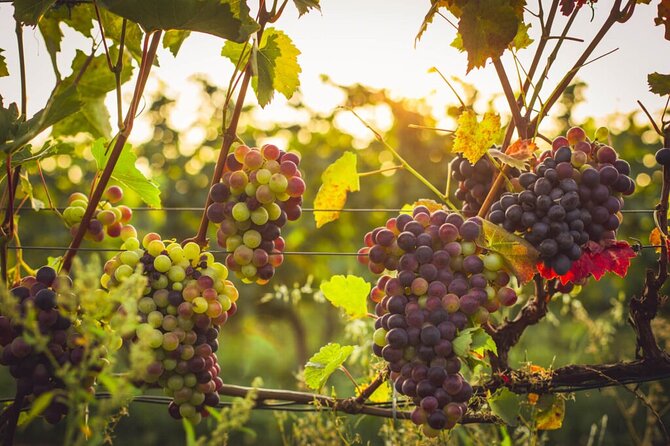 Krakow Vineyard Tour with Wine Tasting and Dinner - A closer look at the vineyard visit