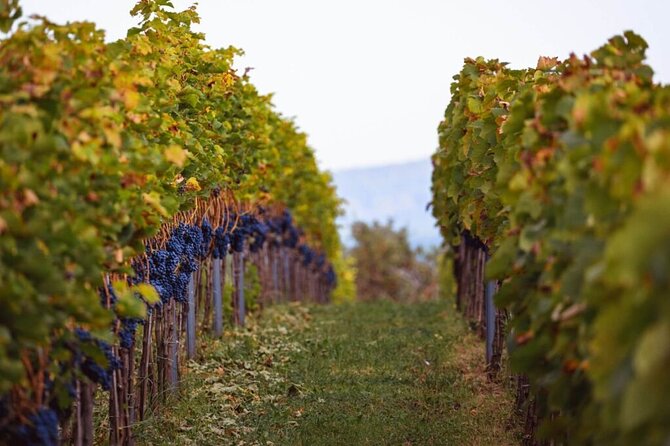 Krakow Vineyard Tour with Wine Tasting and Dinner - What the driver adds to the day