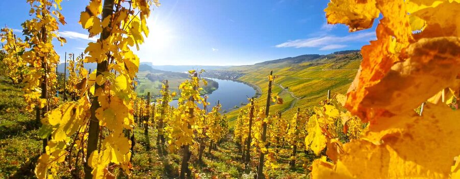 Kröv/Gut Hermes: Wine tour & tasting through vineyard, winery & champagne factory - Key points to know before you go