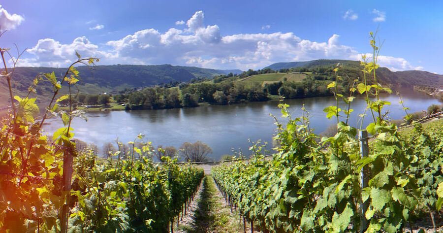 Kröv, Mosel: Covered wagon ride through the vineyards with wine tasting - Language, weather, and comfort notes