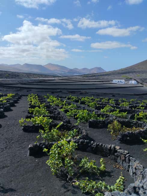 La Geria: a walk among volcanoes and vineyards - Why La Geria’s vineyards look so unusual