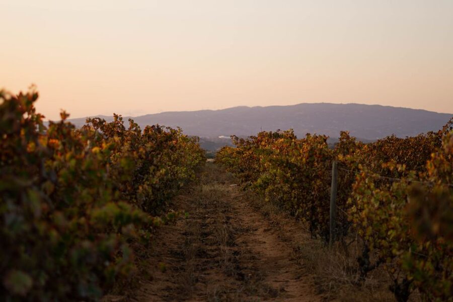 Lagoa: 2.5-Hour Vineyard Dinner with Winetasting - Begin with the vines and the estate story