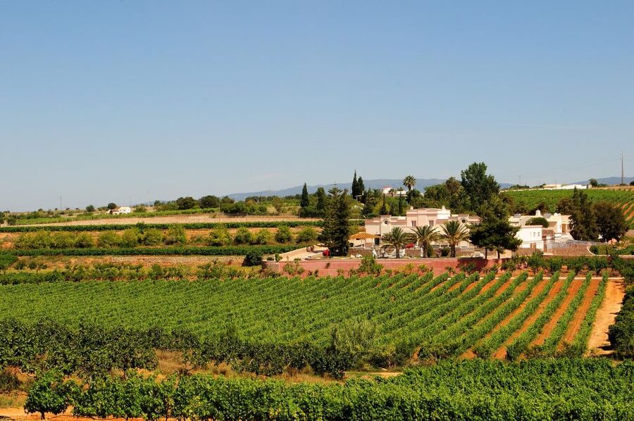 Lagoa: Guided Winery Tour and Local Wine Tasting - What happens during the 90-minute tour