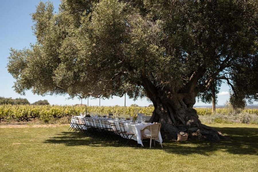 Lagoa: Vineyard Tour and Wine Tasting - The ancient tree and the vintage olive press