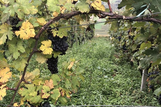 Lake Como & UNESCO Dry-stone Walls Vineyards - Taking the train north from Milan
