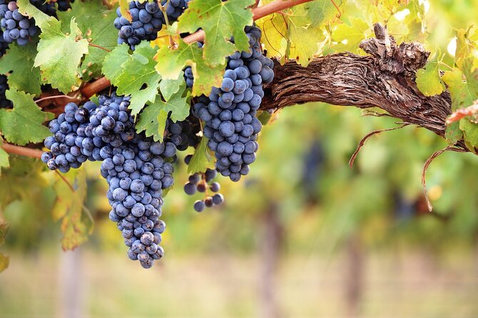 Lake Country Half Day Guided Wine Tour With 4 Wineries - Pickup details can shape your decision