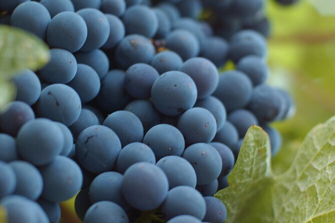 Lake Country Scenic Sip Wine Tour - 5 wineries on the tour - What the $163.87 price really covers