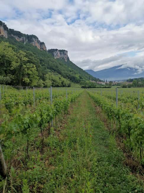 LAKE GARDA: VINEYARD AND WINERY TOUR - The courtyard welcome and the story of the estate