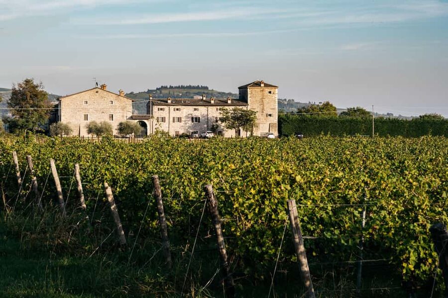 LAKE GARDA: VINEYARD AND WINERY TOUR - A ten-minute walk among the vines