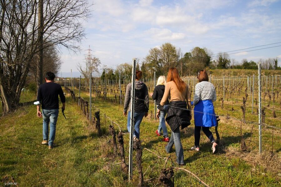 Lake Garda: Vineyard Tour and 6 wine Tasting - Bardolino keeps the red wine light and local