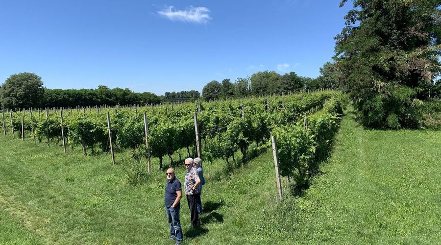 Lake Garda: Vineyard Tour and 6 wine Tasting - Food pairings make the $45 price easier to judge