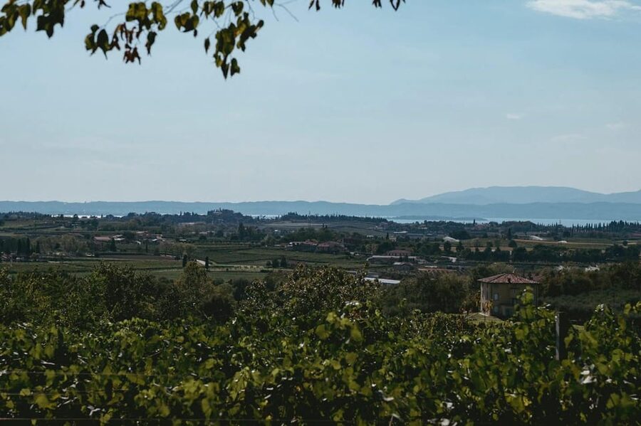 Lake Garda: Vineyard Tour and Tasting on the Hills - Meeting Matteo at the Castellani Winery