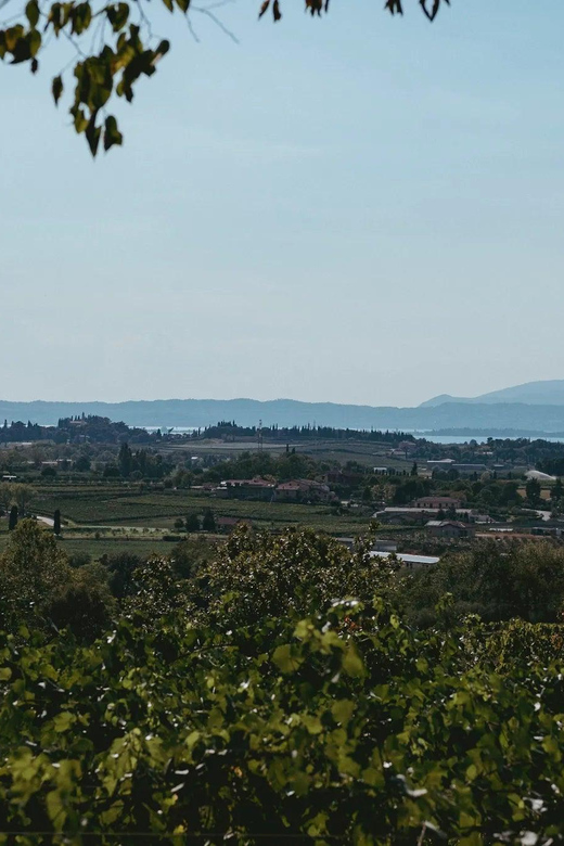 Lake Garda: Vineyard Tour and Tasting on the Hills - Should You Book the Castellani Wine Visit?