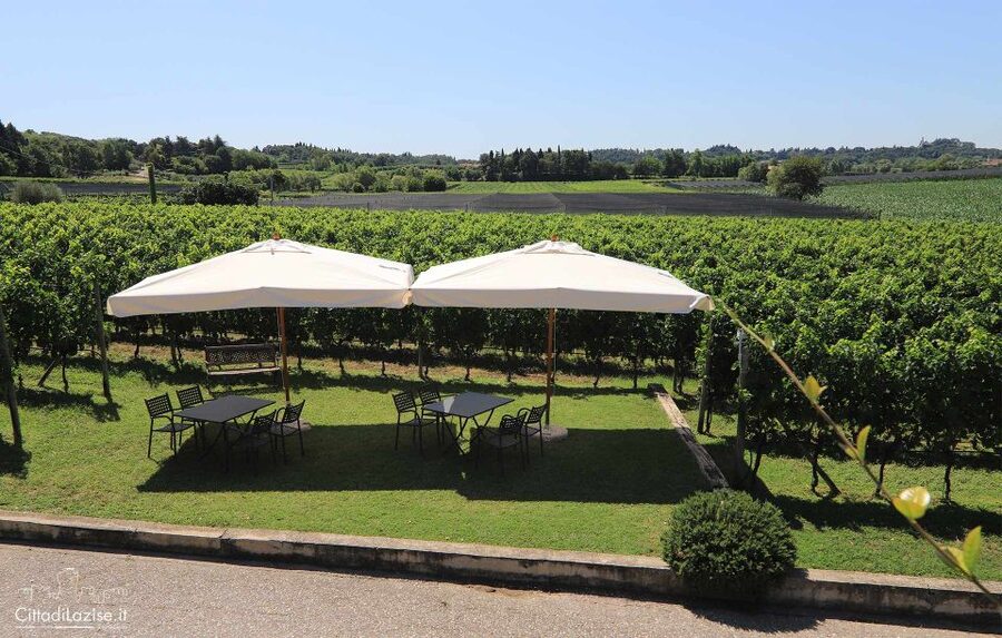 Lake Garda: Wine and Food Tastings in the Vineyards - Is $50 a good value?