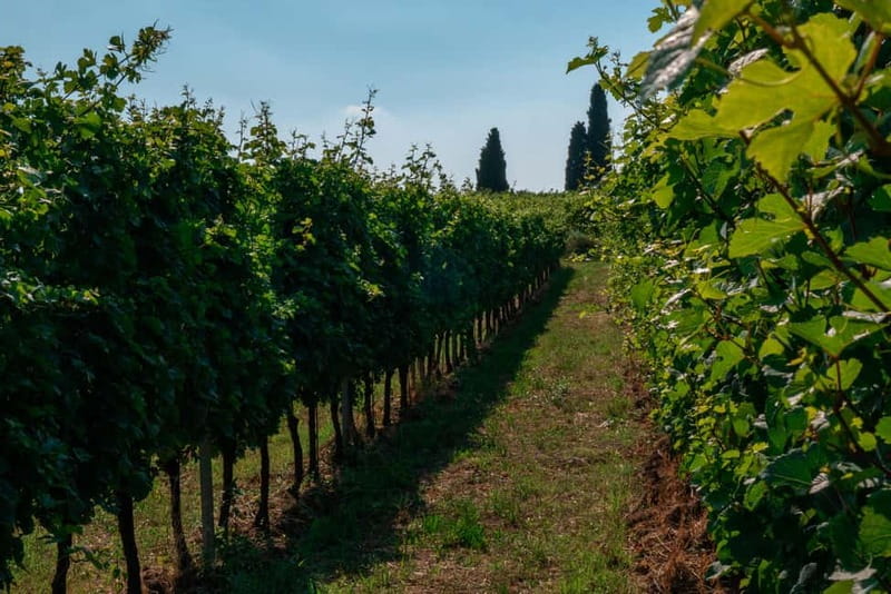 Lake Garda: Winery Tour & Wine Tasting with Local Delicacies - A Small Group Makes the Visit Personal
