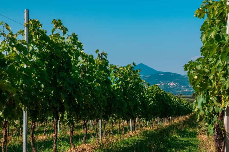 Lake Garda: Winery Tour & Wine Tasting with Local Delicacies - Is $41 a Fair Price?