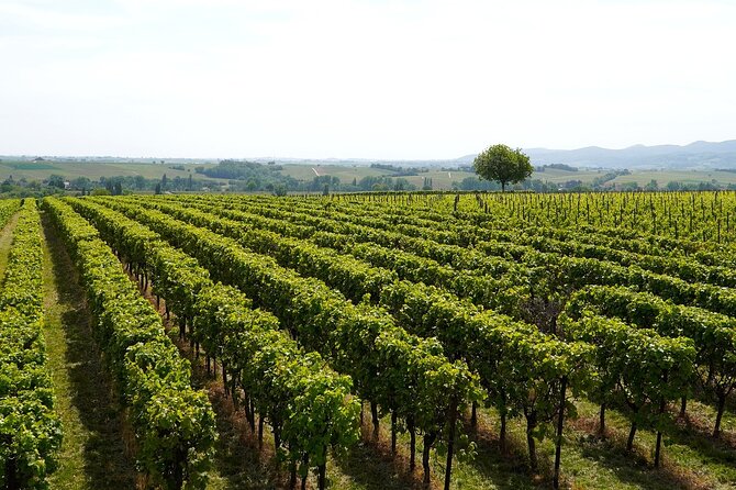 Lake Iseo & Franciacorta Winery. Scenic & Wine Tasting tour - Monte Isola, Italy’s car-free lake island