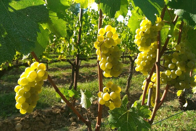 Lake Iseo & Franciacorta Winery. Scenic & Wine Tasting tour - Is $227.08 a fair price?