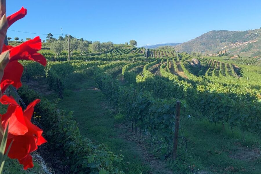 Lamego: Quinta da Portela de Baixo Winery Tour and Tasting - Inside the 200-year Wine Cellar Museum