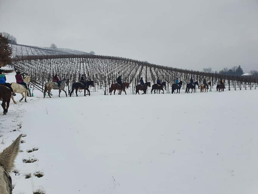 Langhe: Horse Riding in the Vineyards - The mood of the ride