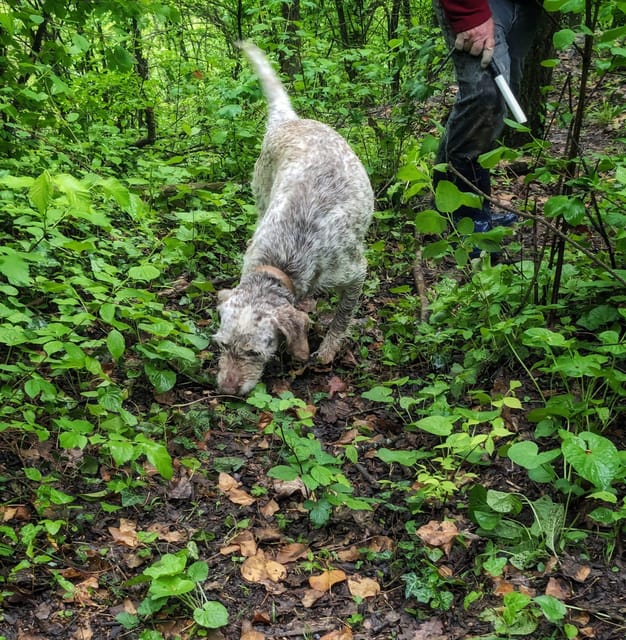 Langhe: Truffle Hunt and Wine-Tasting in a Cellar - Key points to know before booking