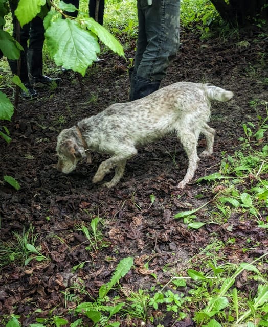 Langhe: Truffle Hunt and Wine-Tasting in a Cellar - Why this Langhe experience works so well