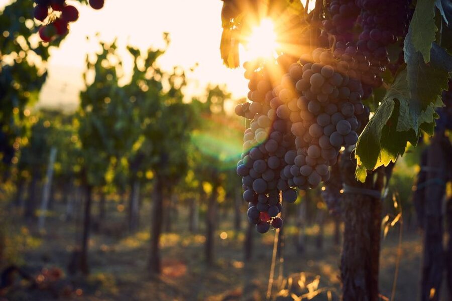 Langhe: Winery Tour and Wine Tasting - From vineyard harvest to the cellar