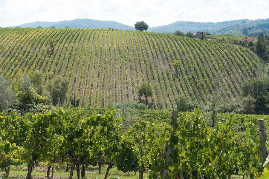 Langhe: Winery Tour and Wine Tasting - What the Barolo tasting adds