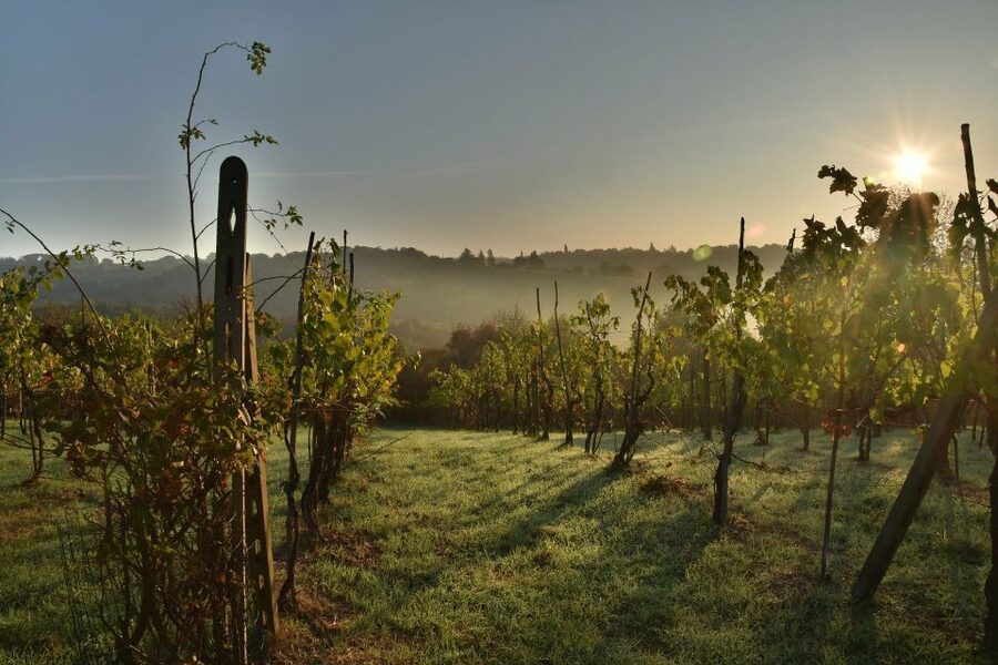Langhe: Winery Tour and Wine Tasting - Is $45 a fair price?