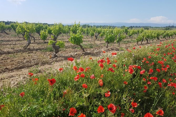 Languedoc Vineyard Tours - A picnic built around local food