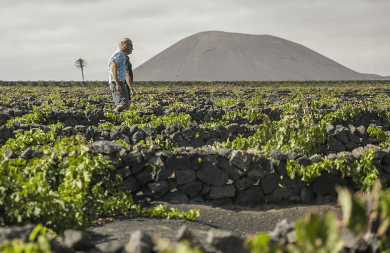 Lanzarote: El Grifo Wine Cellar Tour with Tasting - Key points to know before you book