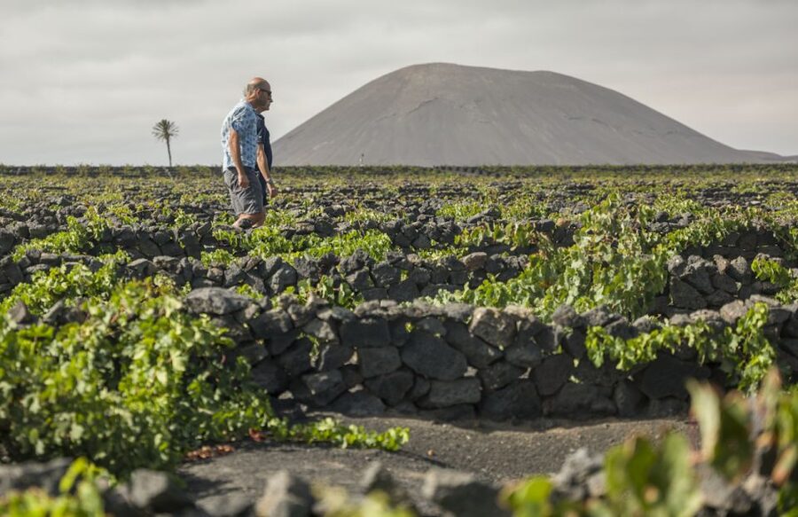 Lanzarote: El Grifo Wine Cellar Tour with Tasting - What the 90-minute schedule feels like