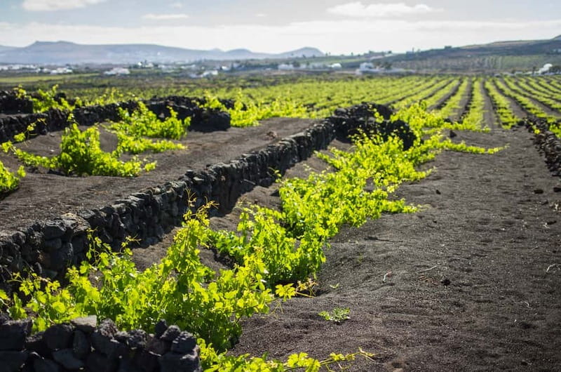 Lanzarote: El Grifo Wine Cellar Tour with Tasting - Is the El Grifo wine tour worth booking?