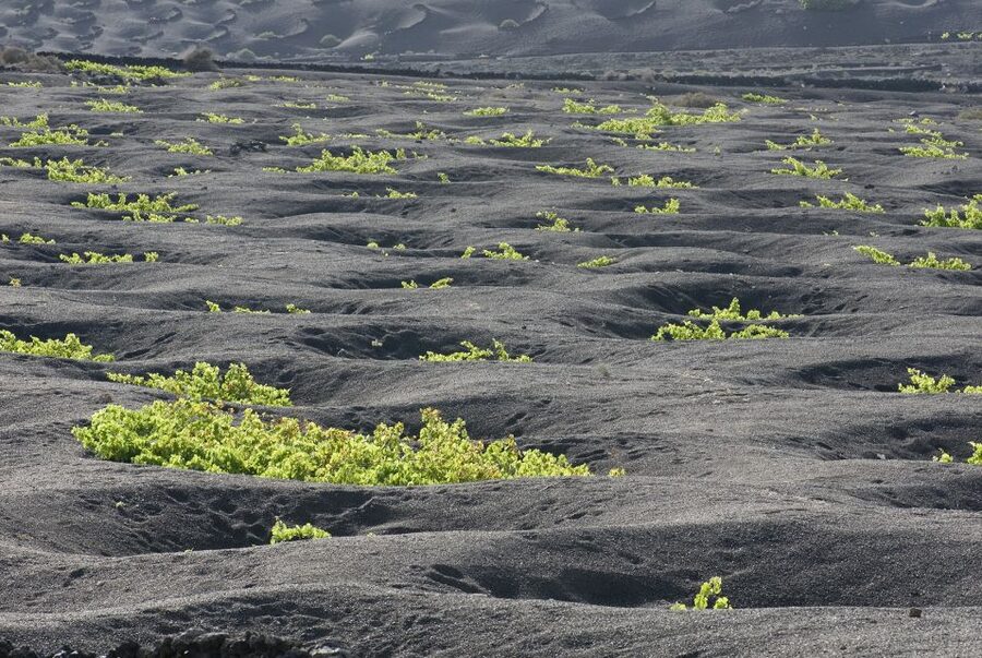 Lanzarote: Vineyard Tour with Wine and Chocolate Tasting - A short itinerary with a useful pace