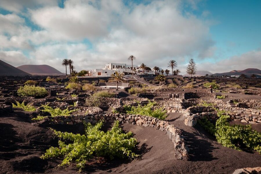 Lanzarote: Vineyard Tour with Wine and Chocolate Tasting - The value of $28 per person
