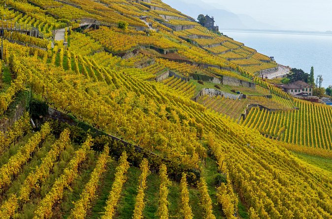 Lavaux Wine and Vineyard Experience with Boat Cruise - The boat cruise and the wider Lake Geneva view