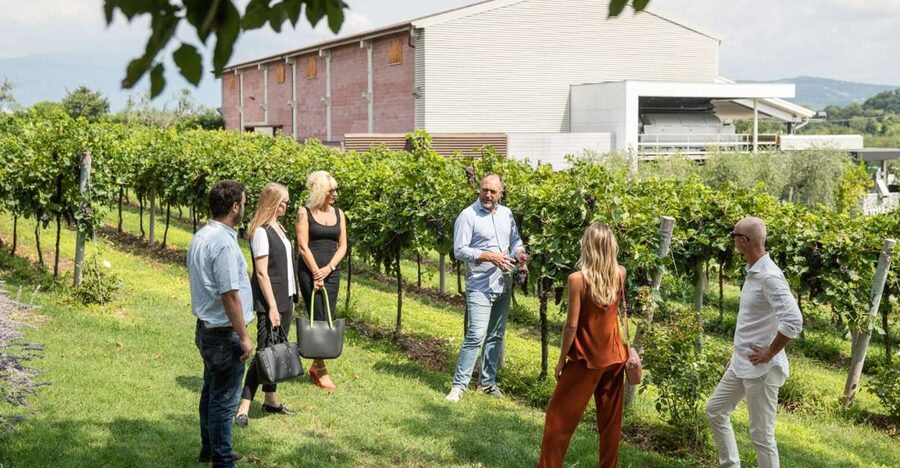 Lazise: Vineyard Tour and Organic Wine Tasting - Who will enjoy this Lazise winery visit