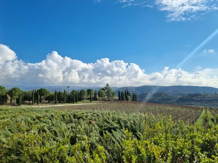 Lebanese wineries guided tour with tastings & lunch - Château Kefraya and the first 90 minutes