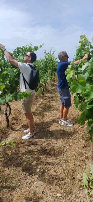 Lecce: Countryside Vineyard Walk & Wine Tasting - Three wines and a generous Salento aperitivo