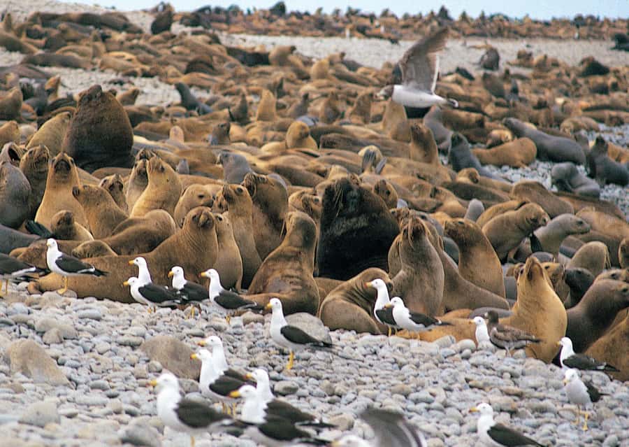 Lima: Ballestas Islands, Winery and Nazca Lines Private Tour - Ballestas Islands: wildlife beside the Pacific