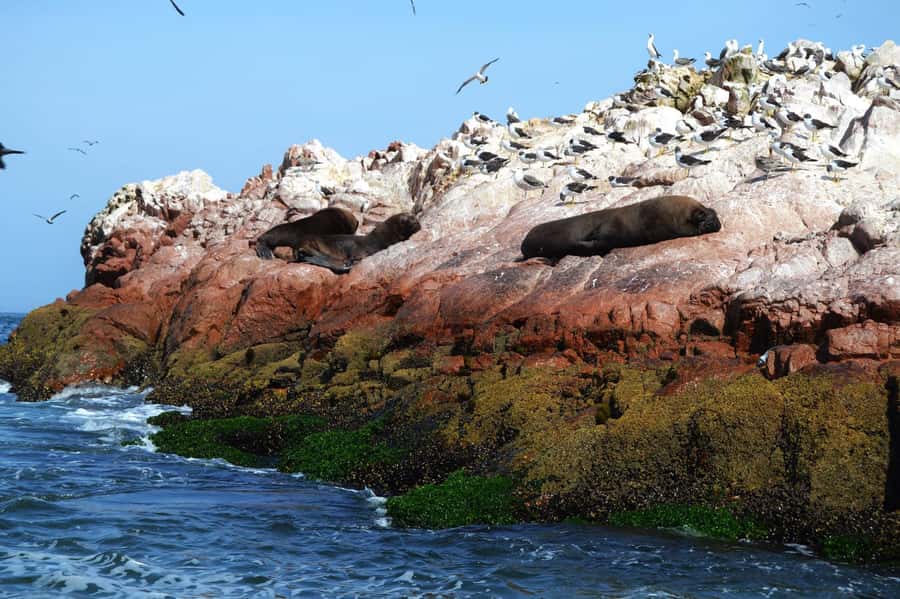 Lima: Ballestas Islands, Winery and Nazca Lines Private Tour - Paracas National Reserve and the coastal scenery