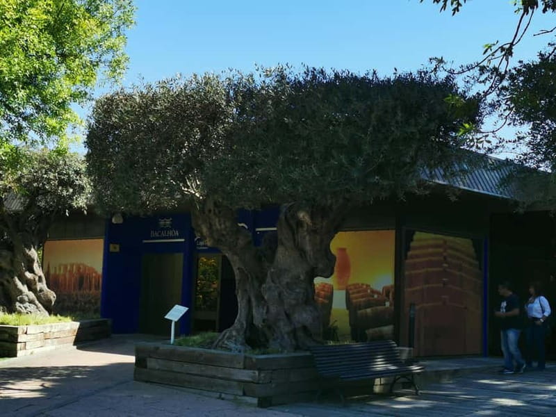 Lisbon to Wine Tasting Setubal, Two Cellars, Half Day Tour - The second stop, modern cellars and a wider tasting