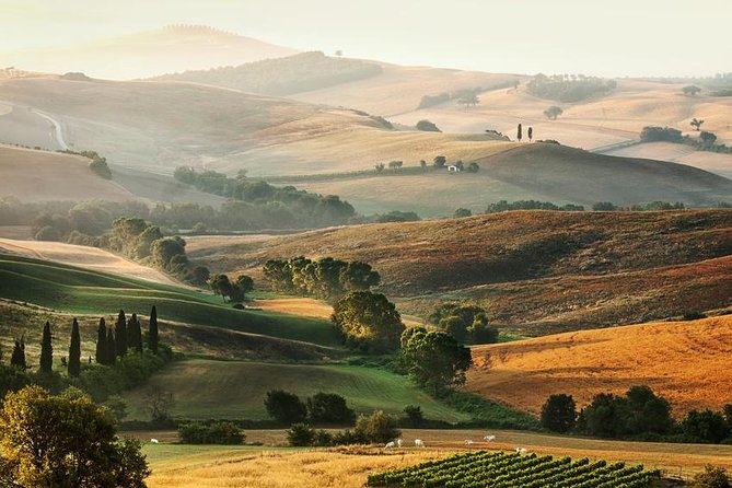 Livorno port to Bolgheri wine region and Etruscan castle - Bolgheri gives the day its strongest flavor