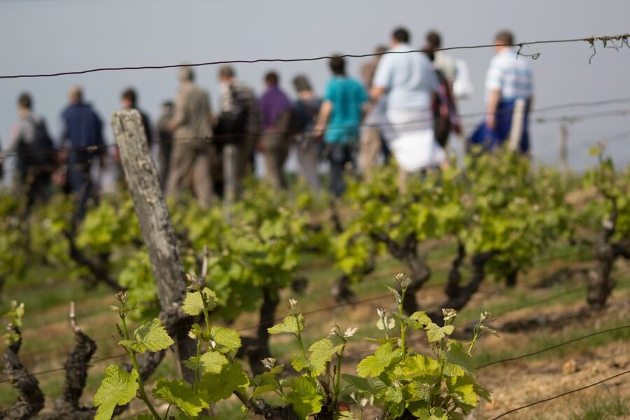 Loire Valley: Vouvray Vineyard Tour and Wine Tasting - Why this Vouvray visit is worth your afternoon