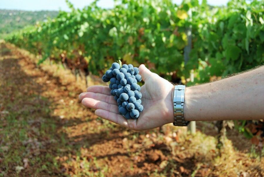 Loulé: Quinta da Tôr Winery Guided Tour and Wine Tasting - Should you book Quinta da Tôr?