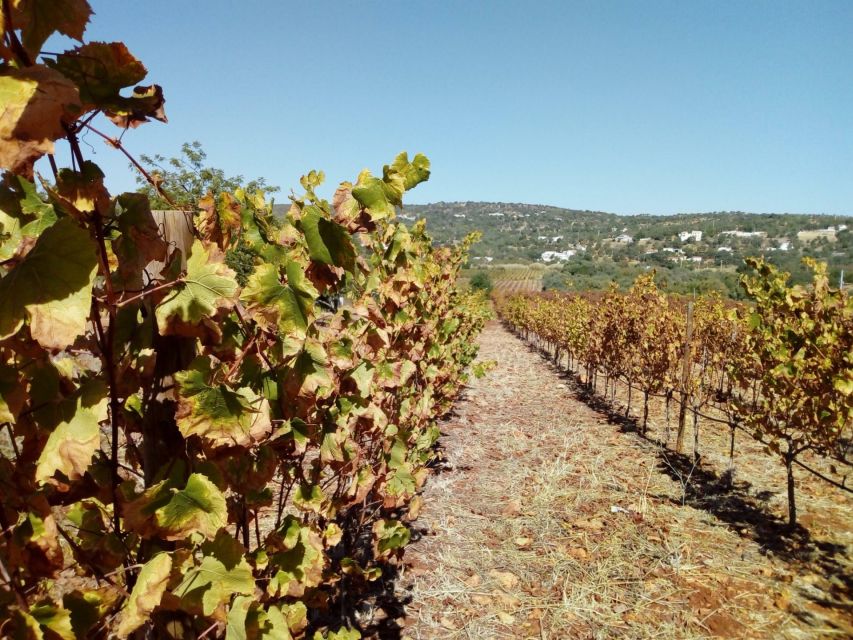 Loulé: Quinta da Tôr Winery Guided Tour and Wine Tasting - Getting there from Faro, Loulé, and nearby resorts